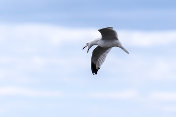 Gaviota de Audouin (Ichthyaetus audouinii) chillando en vuelo en un cielo azul.