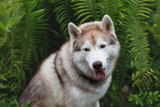 Close-up image of beautiful dog breed siberian husky sitting in the giant fern. Portrait of friendly husky dog on green natural background