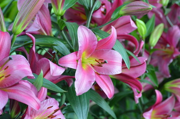 Obraz na płótnie Canvas Lily flower in the garden