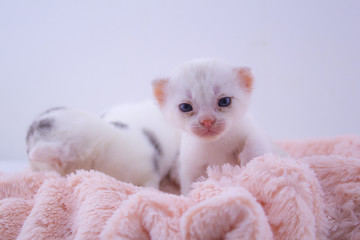 Cute Kitten on Pink Wool.