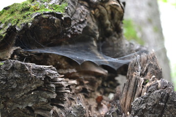 cobweb