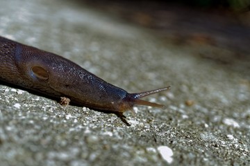 Slug