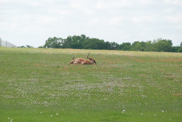Naklejka na ściany i meble Longhorn lying in flower field