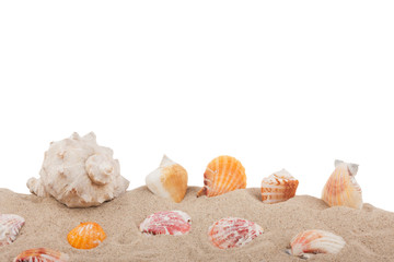 Sea shells sticking out of sand, isolated
