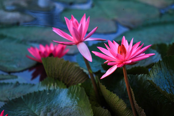 Beautiful pink lotus 