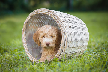 cute little puppy in basket in the backyard