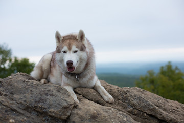 Portrait of gorgeous beige and white Siberian Husky dog lying at the top of a mountain in foggy and cloudy weather