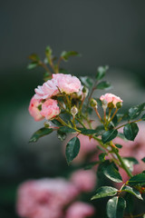 Obraz premium Rose bunch isolated on blue background. Beautiful tiny pink flowers