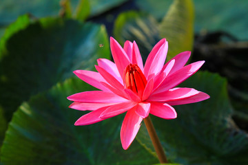 Beautiful pink lotus 