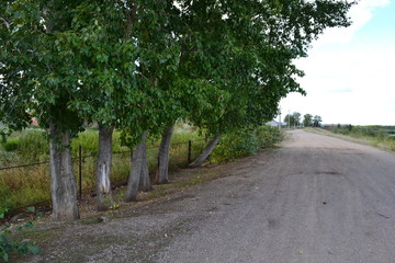 tree on road
