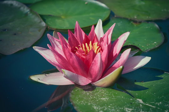 Beautiful rose water lily on the surface of a lake, green leaves of the sun, a natural image