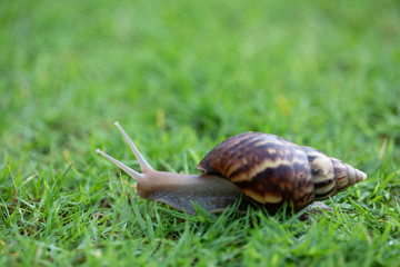 snail crawls on grass field from right to left
