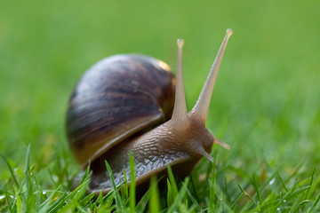 snail lift up its body and antenna and moves on grass lawn