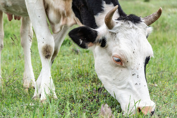White cow with black spots in the field