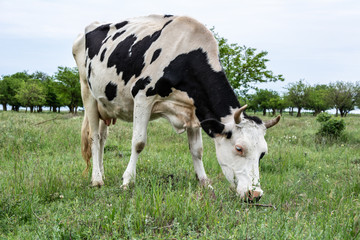 A cow in the field is eating grass