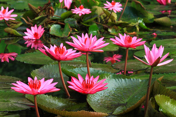 Beautiful pink lotus is blooming
