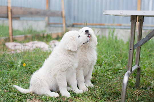 Portrait of two cute maremma sheepdogs sitting in the green grass near the table. Profile image of white fluffy maremmano-abruzzese puppies