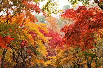 Obraz na płótnie Canvas ソウル・南山公園の紅葉