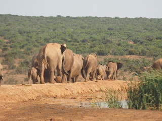 Elefantenmarsch