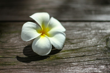 Beautiful white Plumeria