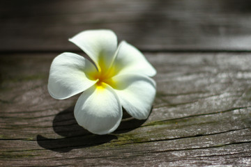 Beautiful white Plumeria