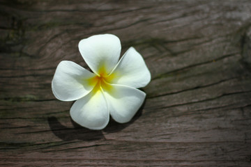 Obraz na płótnie Canvas Beautiful white Plumeria
