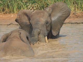 Elefanten im Wasser © Olaf Heidtke