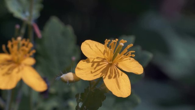 Macro Shooting, Little Beetle Sits On The Yellow Flower Then Flies To Another Flower