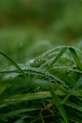 Tropfen auf Blatt
