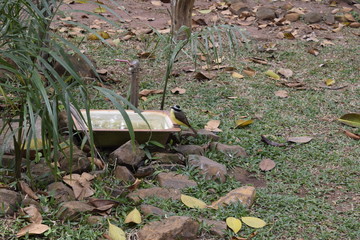 Sabiá a beber água	