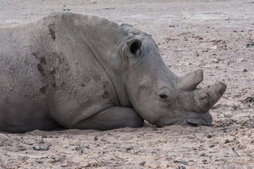 Rhino