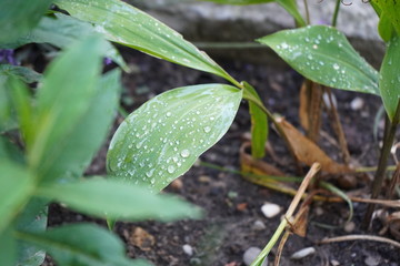 Wassertropfen auf Blatt