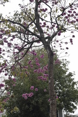 Árvore com flor rosa, planta de ipê