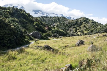 New Zealand Landscape