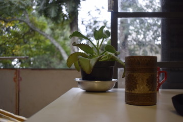 Mesa com copo e planta