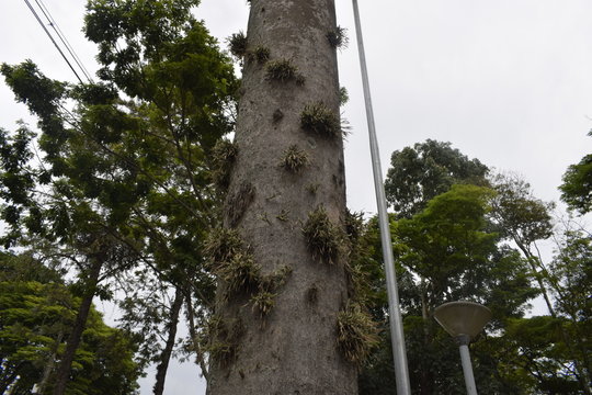 Tronco de palmeira com parasitas