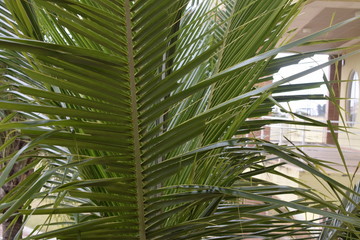 Obraz na płótnie Canvas Folha de palmeira