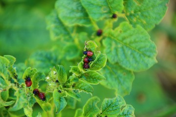 larfen des kartoffelkäfers