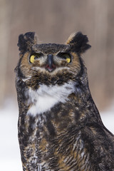 The great horned owl (Bubo virginianus) portrait