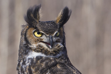 The great horned owl (Bubo virginianus) portrait