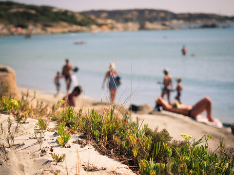 Spontaneous vegetation grows close to the unspoiled beaches of Sardinia, Italy.