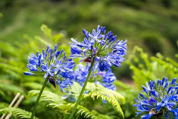 Lila violett blühende Schmucklilie (Agapanthus)