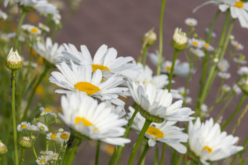 Margeritenblüten (Leucanthemum vulgare) in Nahaufnahme im Frühsommer
