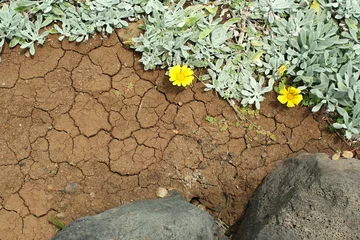Fototapete Close up of volcanic ground with creeps with spontaneous branching of succulent plant with yellow flowers © vali_111