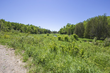 Fototapeta na wymiar Stream in a Meadow