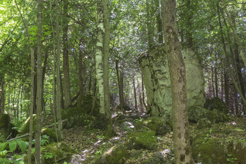 Afternoon Forest Walk