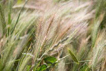 spikelets