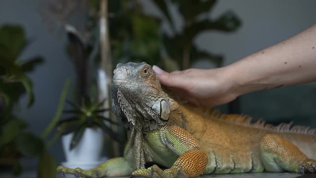 The lizard of iguana with large claws sits in the room. The girl strokes her pet reptile.