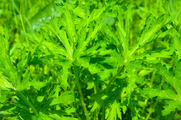 green background, nature, fresh spring grass, isolated, macro