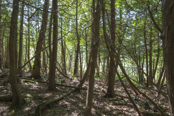 Afternoon Foest Walk